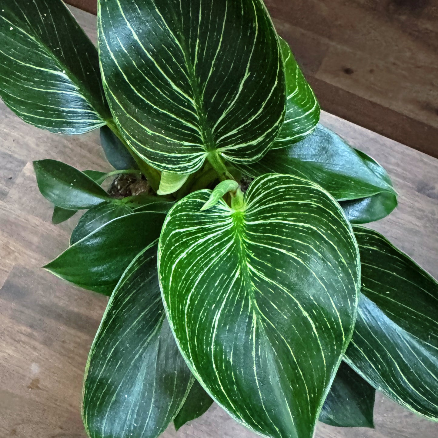 Philodendron sp. ‘Birkin‘ & ‘White Measure | Baumfreund