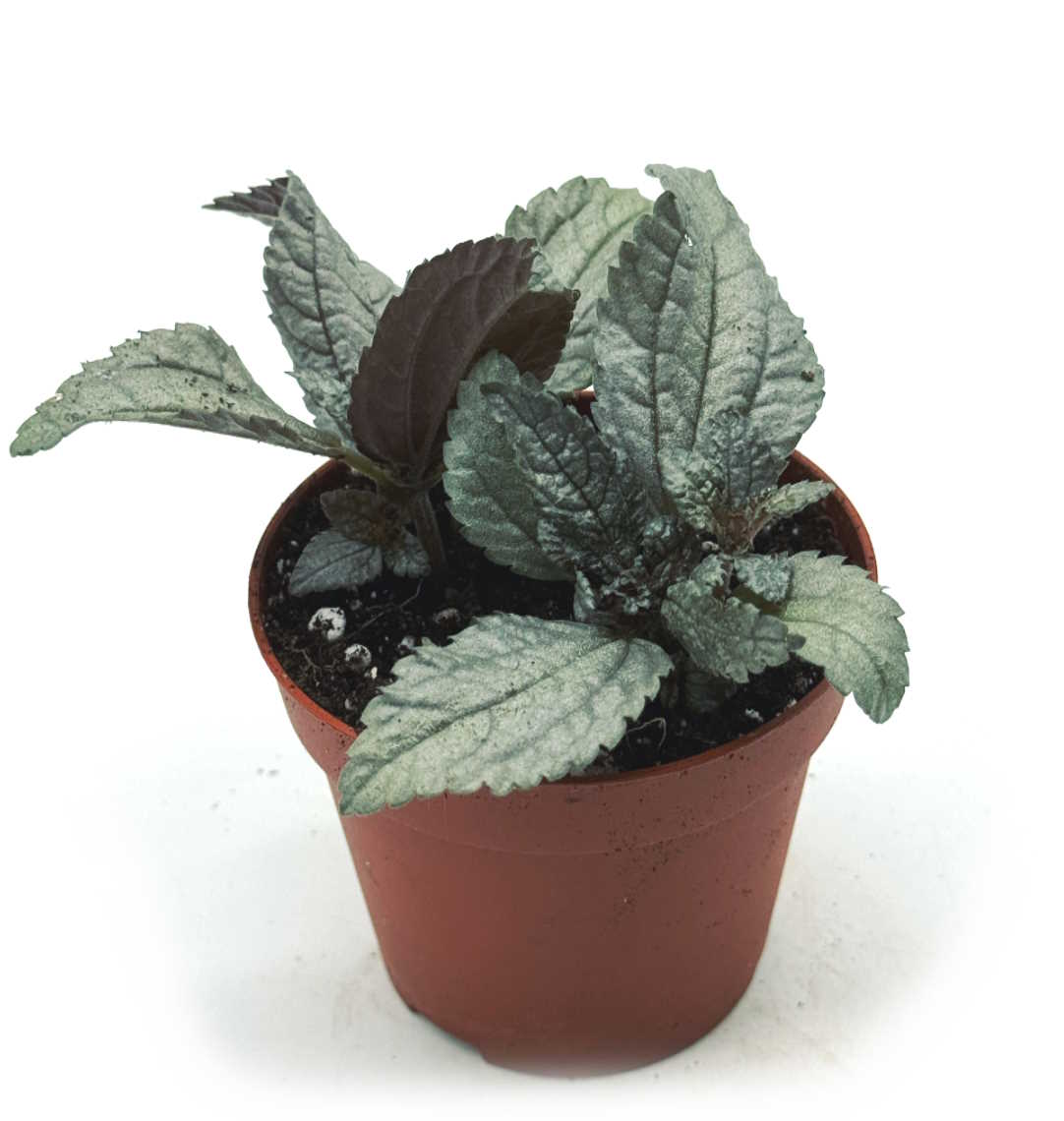 Pilea spruceana 'Ellen' | Kanonierblume