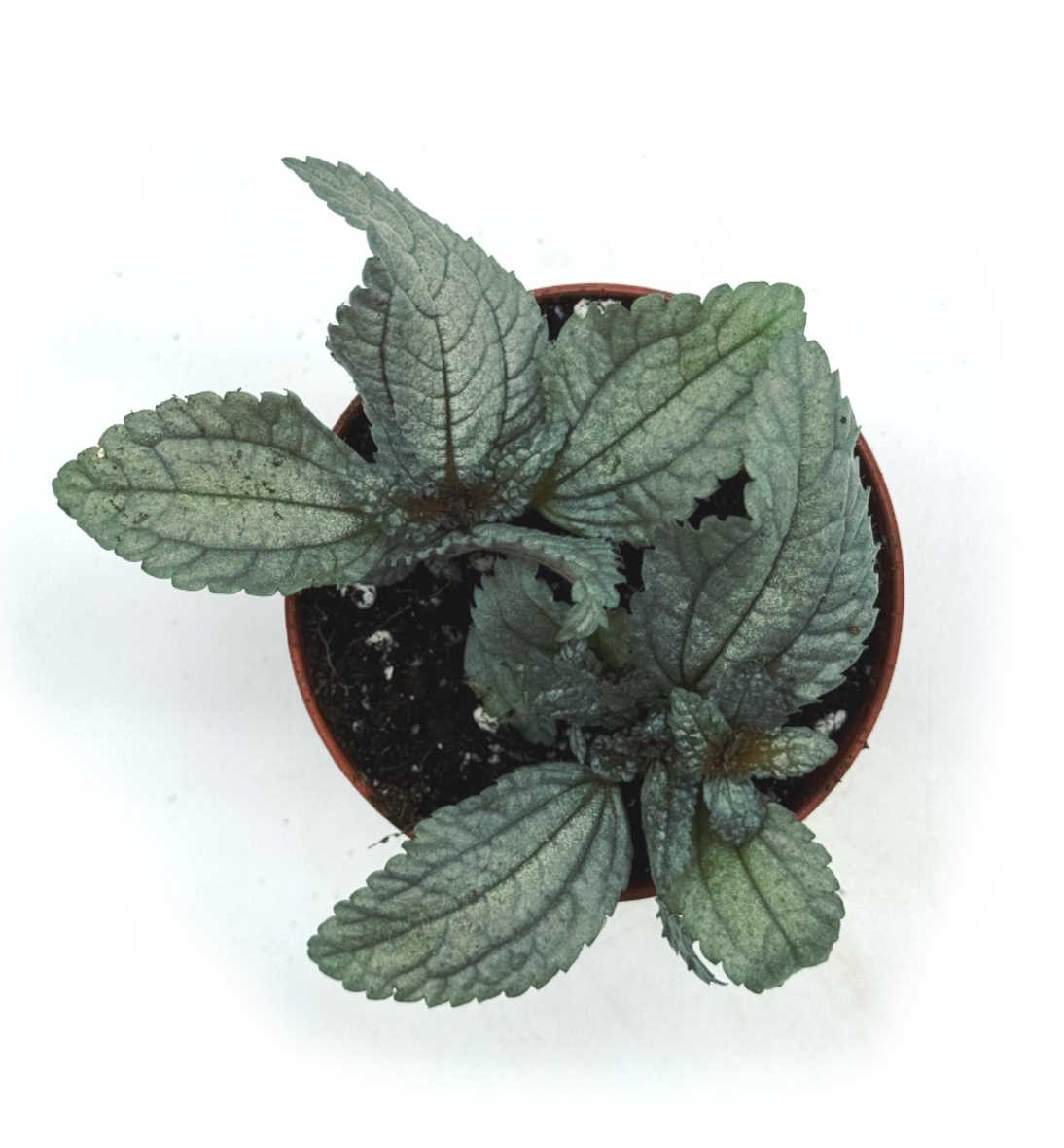 Pilea spruceana 'Ellen' | Kanonierblume