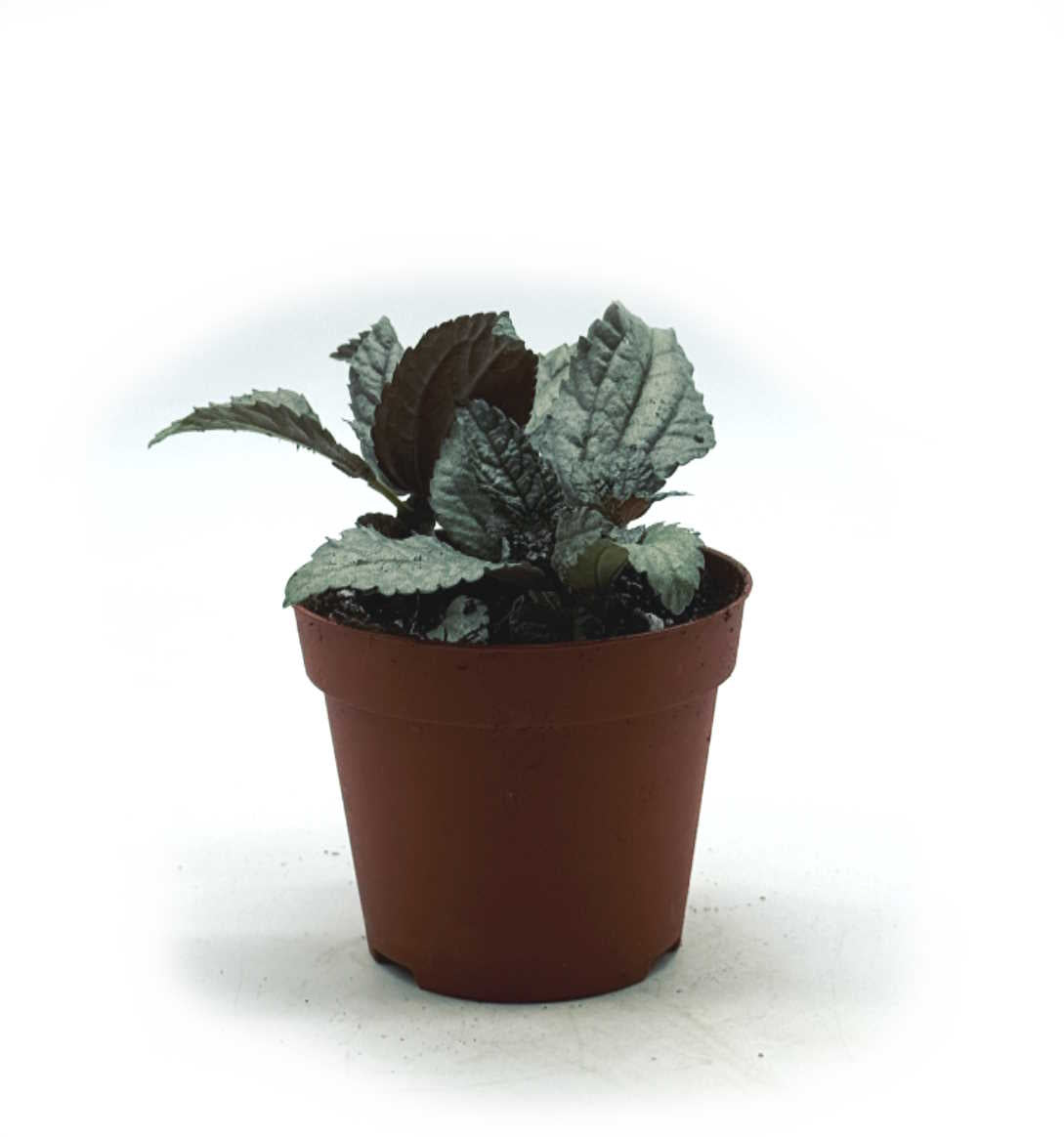 Pilea spruceana 'Ellen' | Kanonierblume