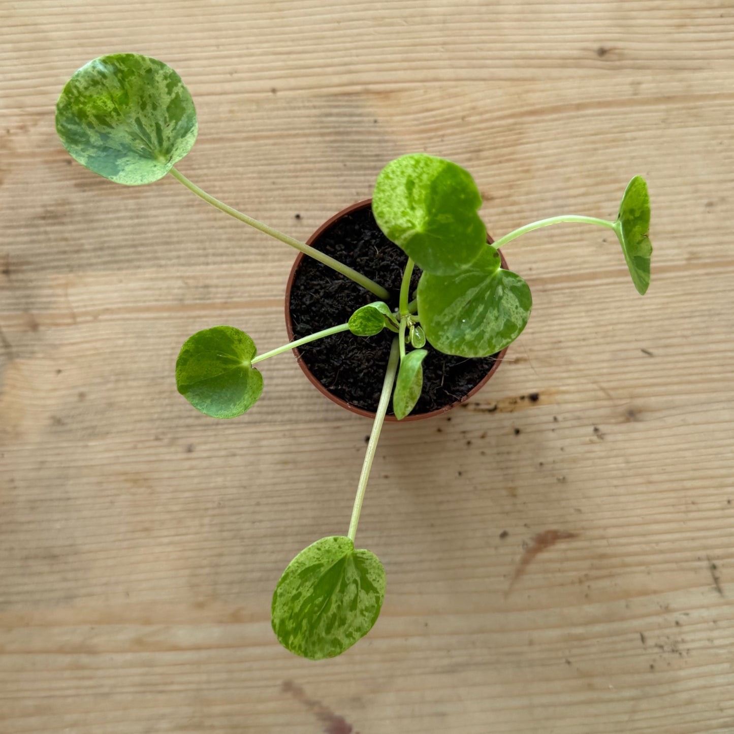 Pilea peperomioides 'Mojito' | Glückstaler | ufo plant