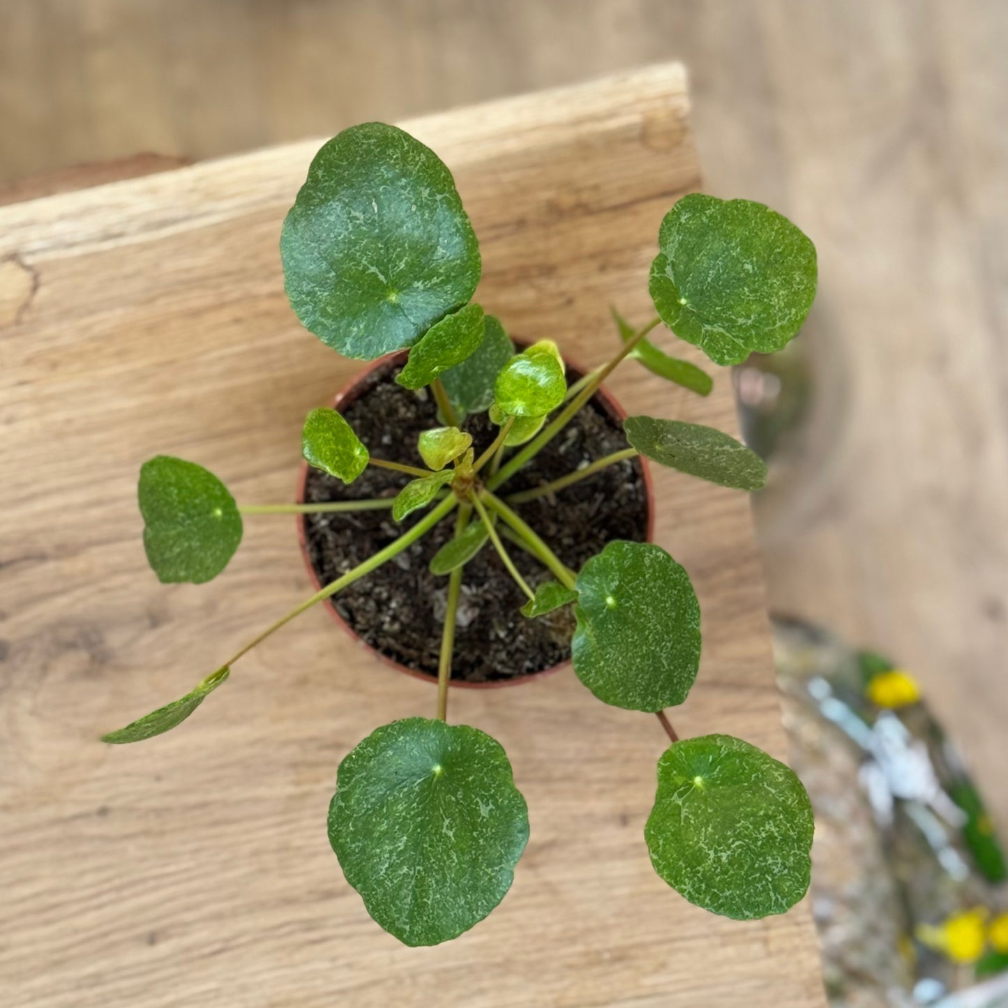 Pilea peperomioides 'Sugar' | Glückstaler | ufo plant