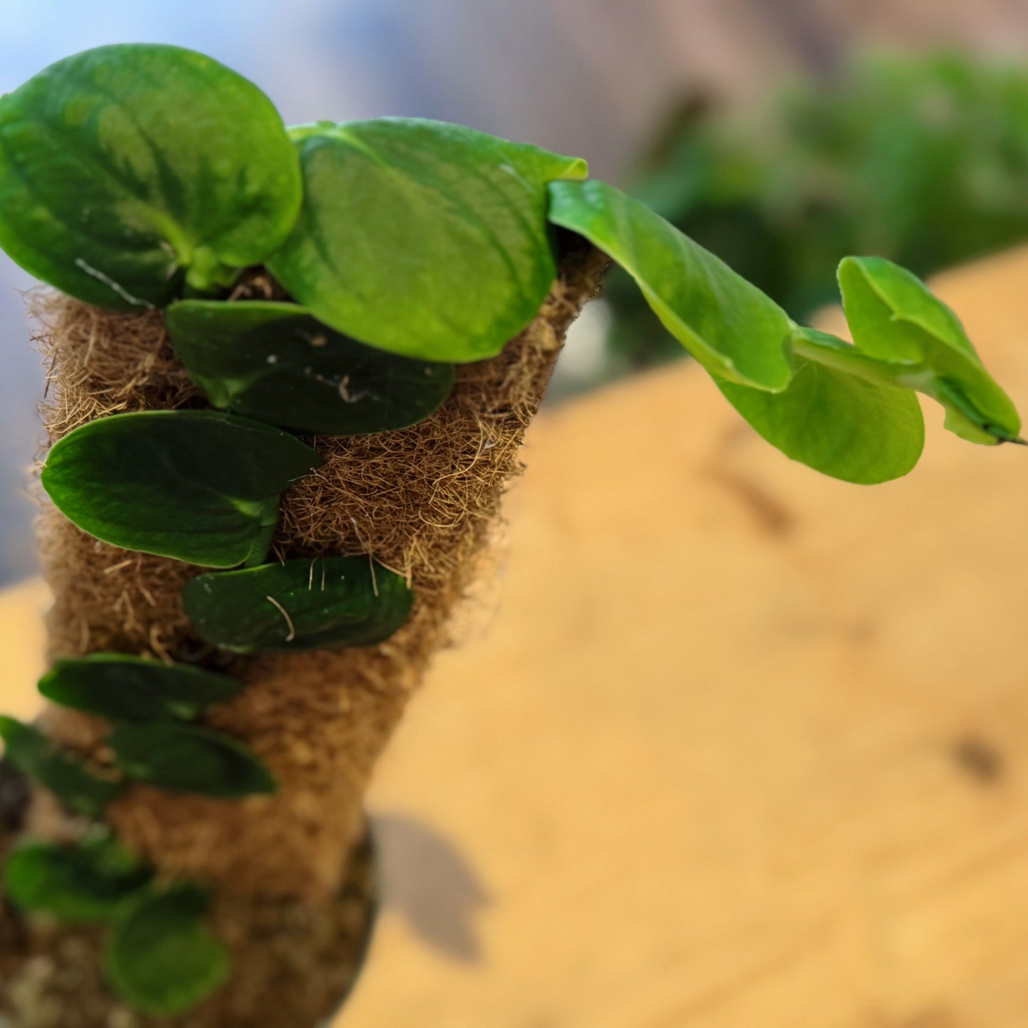 Rhaphidophora celatocaulis