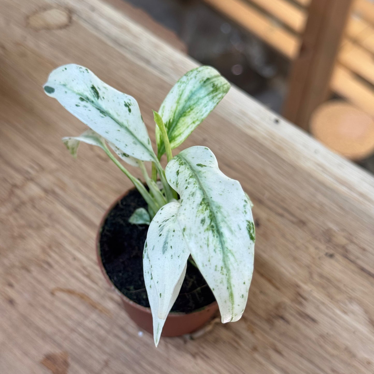 Rhaphidophora puberula 'Variegata'