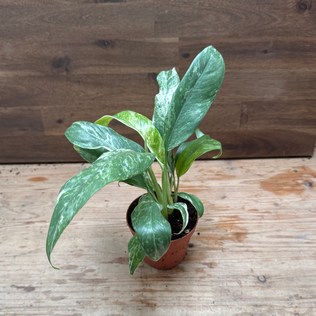 Rhaphidophora puberula 'Variegata'