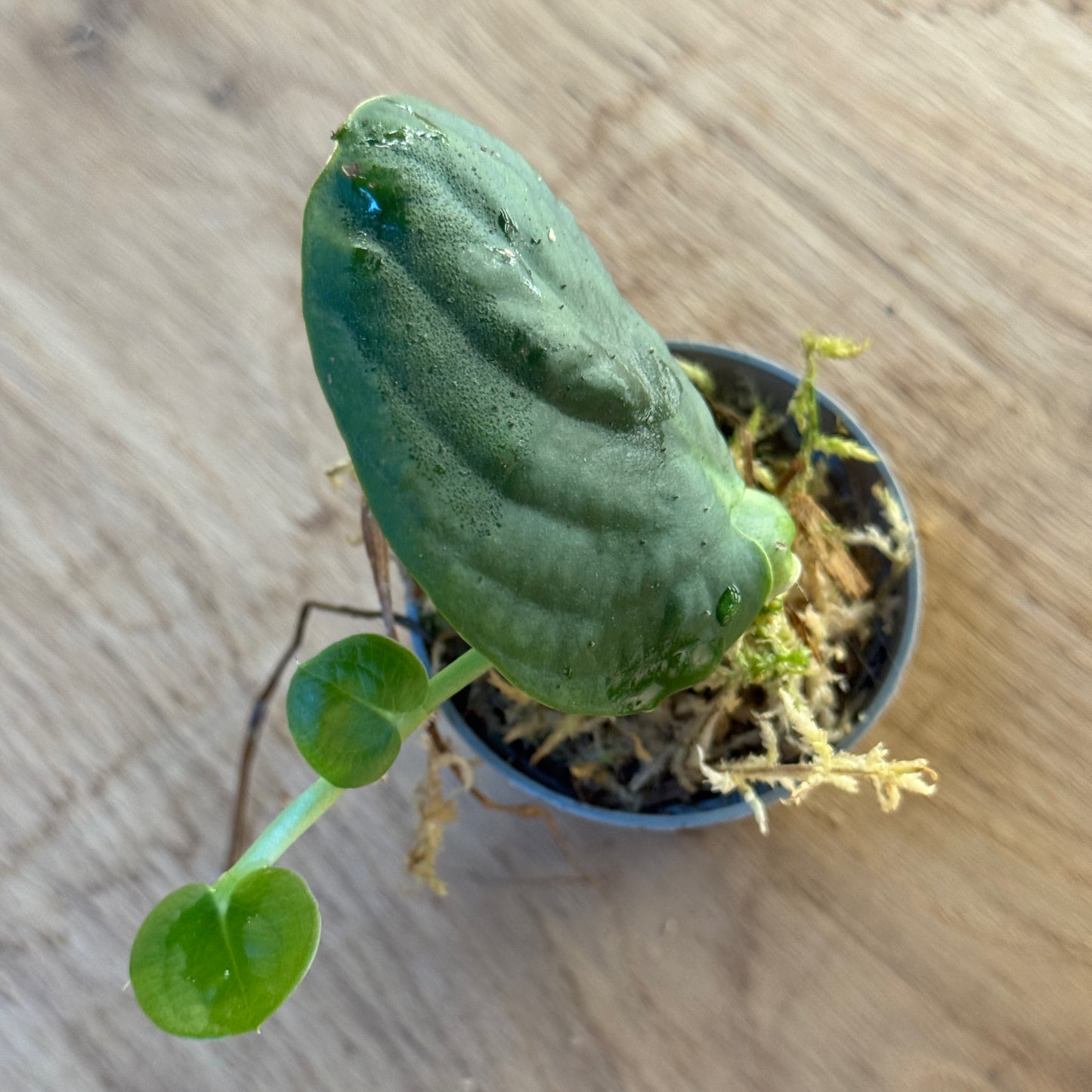 Rhaphidophora celatocaulis Steckling