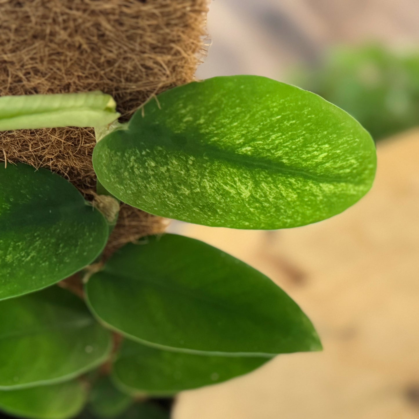 Rhaphidophora hongkongensis  ‘Variegata’ | Panaschierte Hongkong-Rhaphidophora