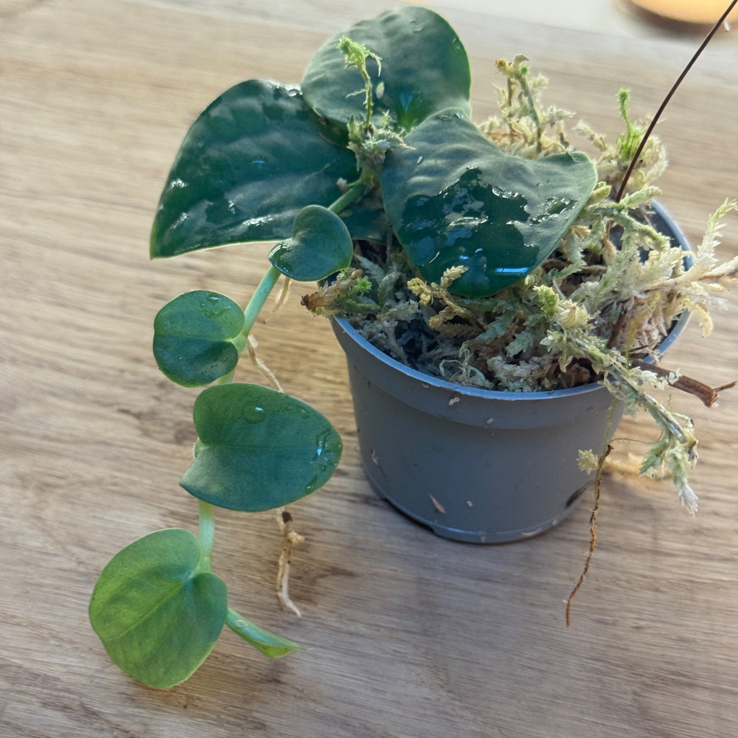 Rhaphidophora tenuis Steckling