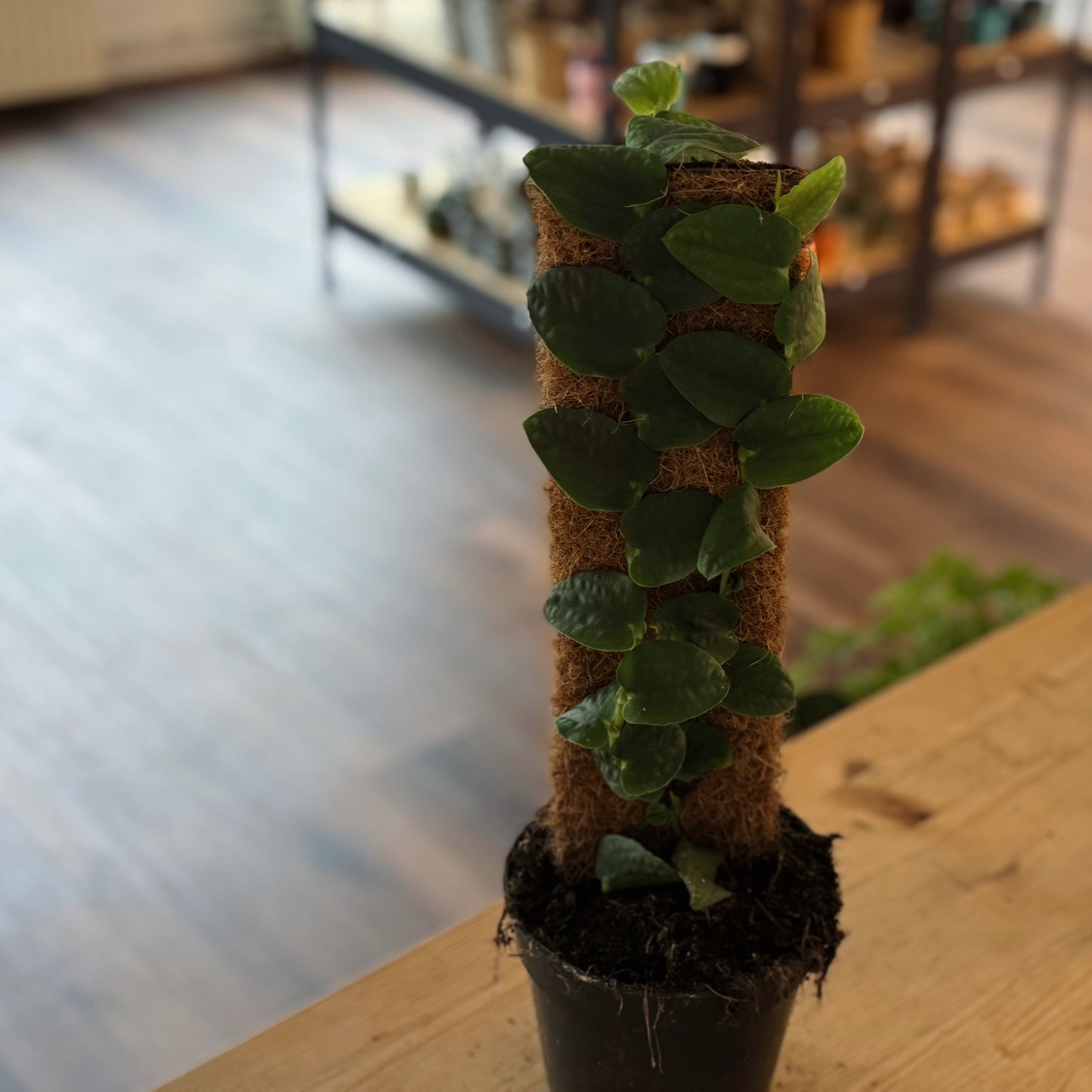 Rhaphidophora tenuis