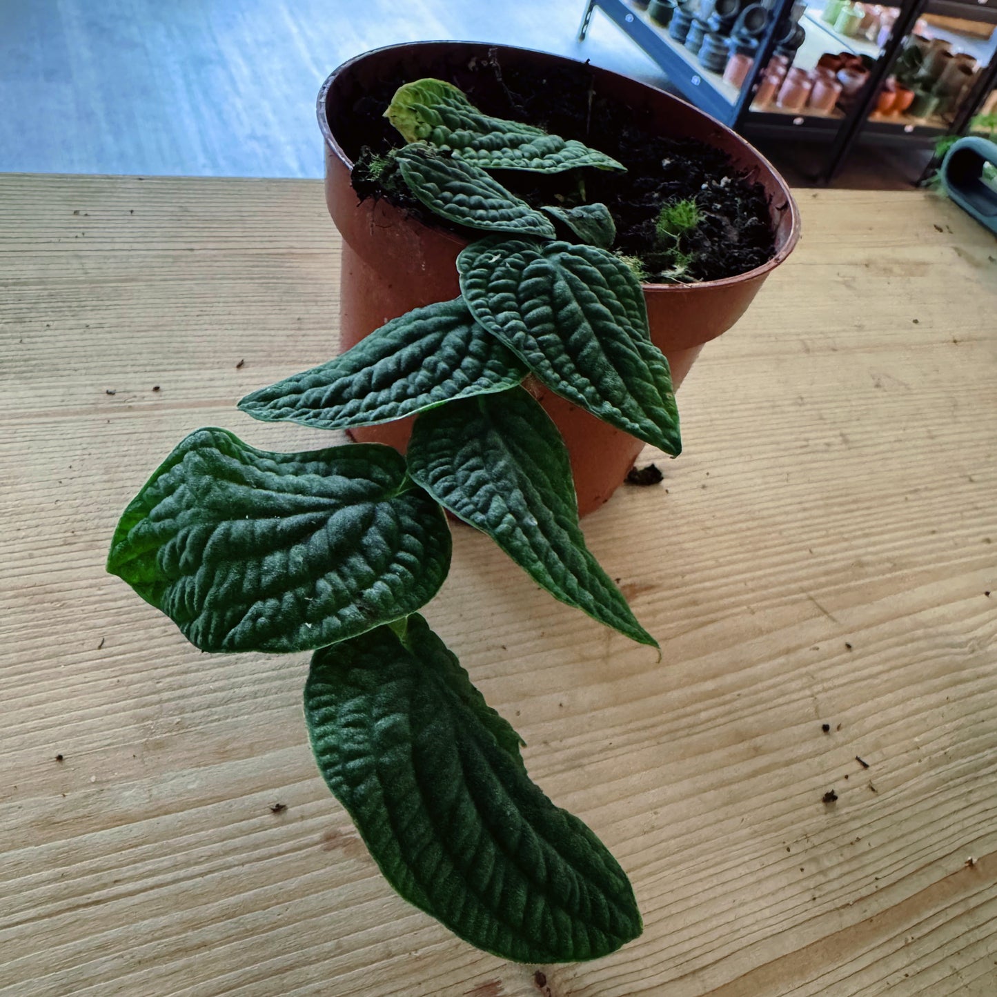 Rhaphidophora tenuis ‘Silver’