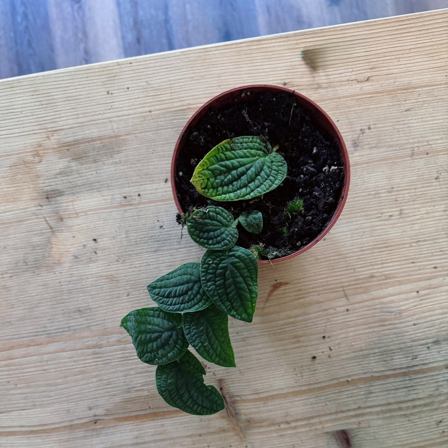 Rhaphidophora tenuis ‘Silver’