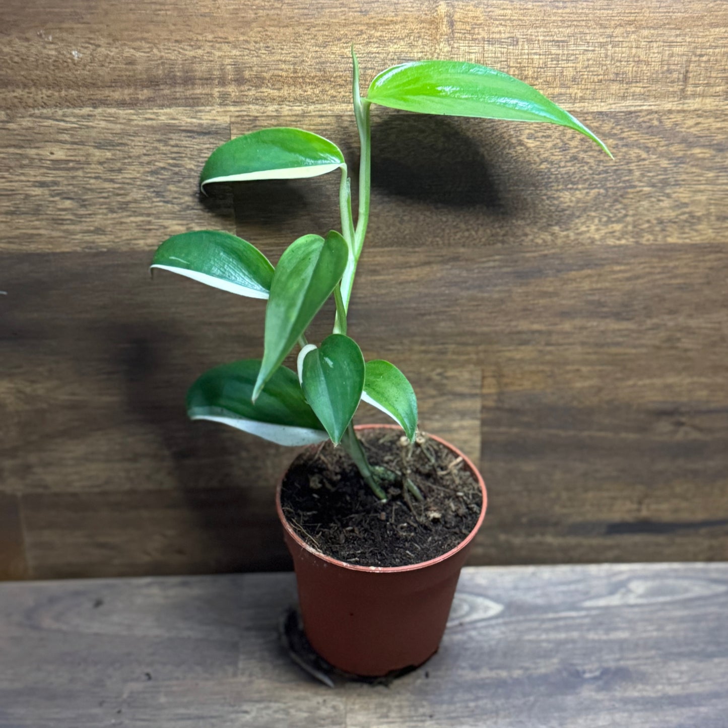 Scindapsus 'Blue Albo' | vermutl. Scindapsus hederaceus 'Albo Blue'