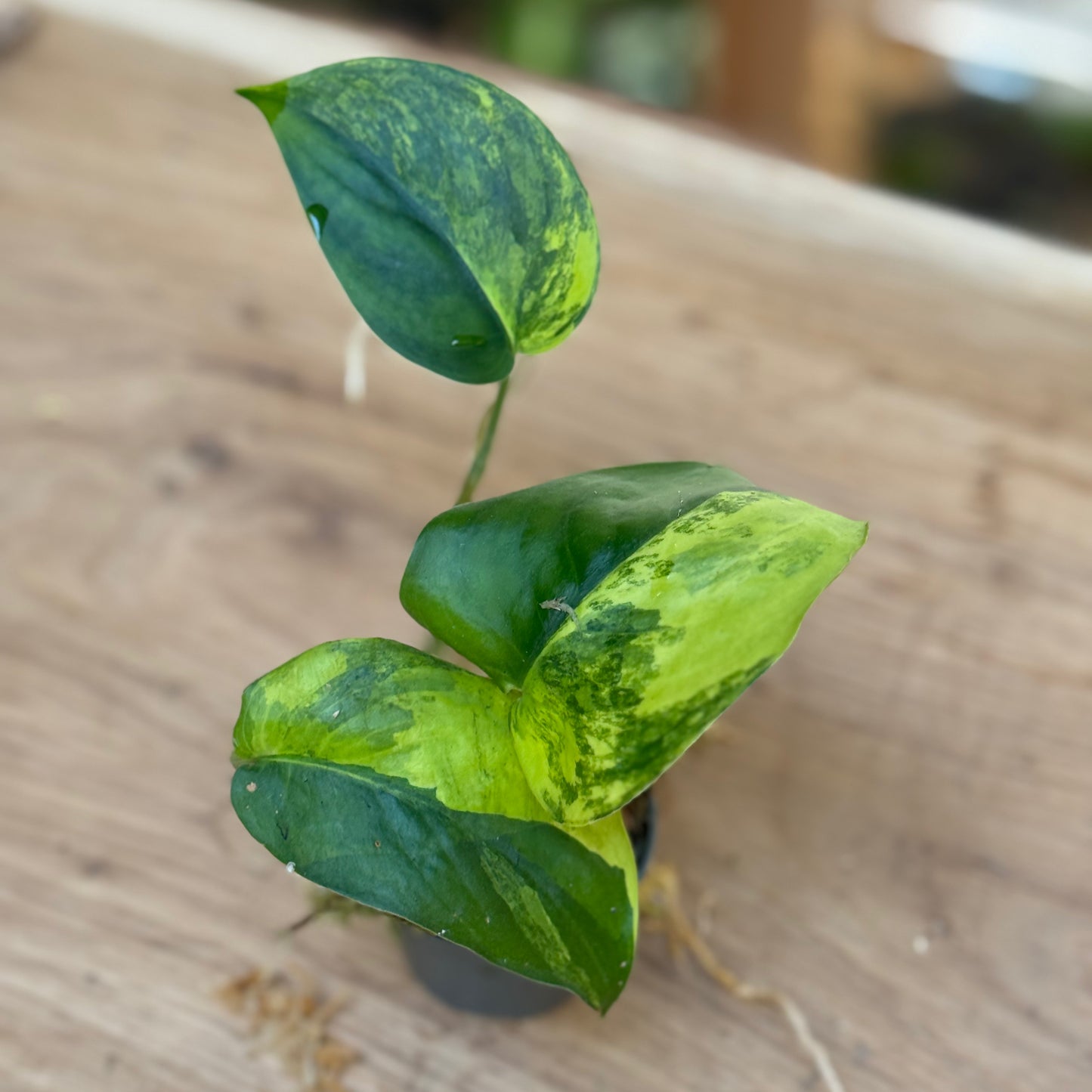 Scindapsus 'Jade Satin Variegata' Steckling