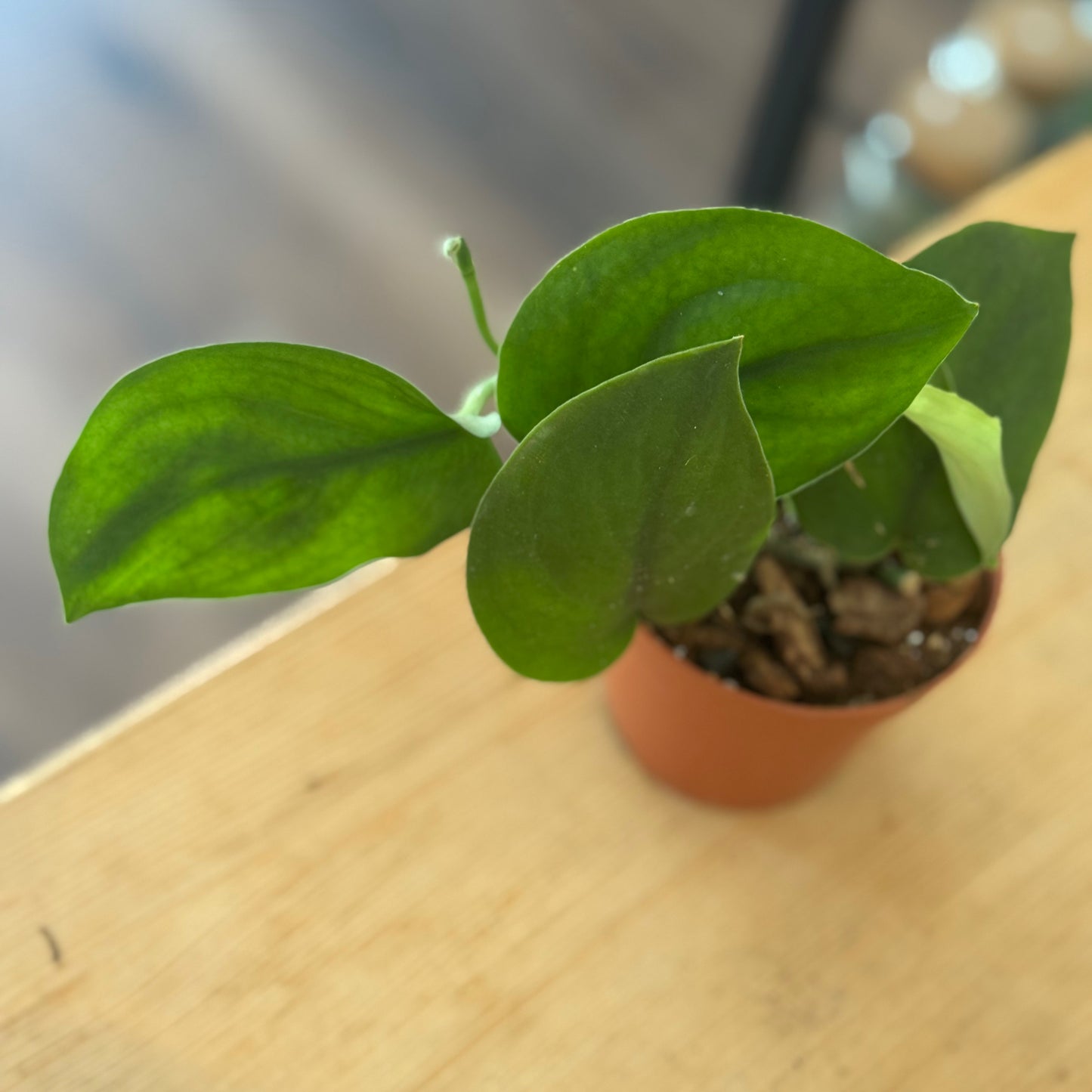 Scindapsus 'Jade Satin' | Silberpflanze