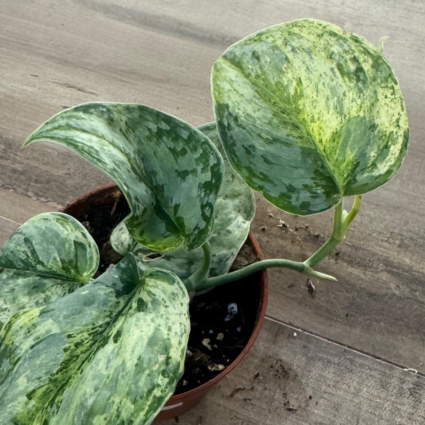 Scindapsus 'Peasun Variegata'