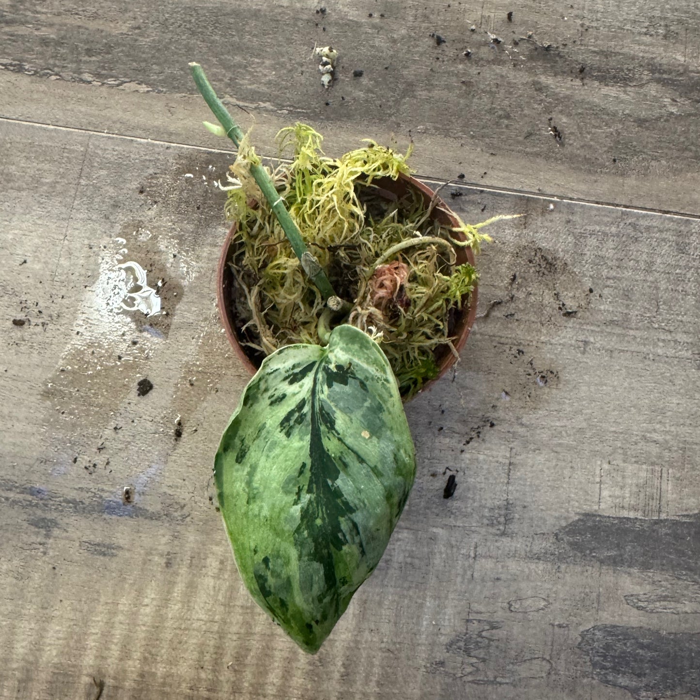 Scindapsus 'Peasun Variegata' Steckling