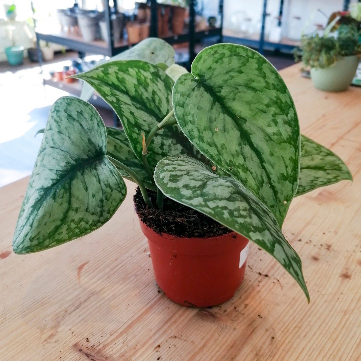 Scindapsus pictus 'Silver Splash'
