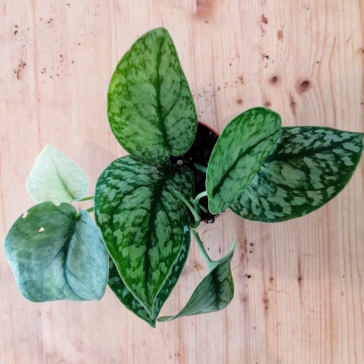 Scindapsus pictus 'Silver Splash'