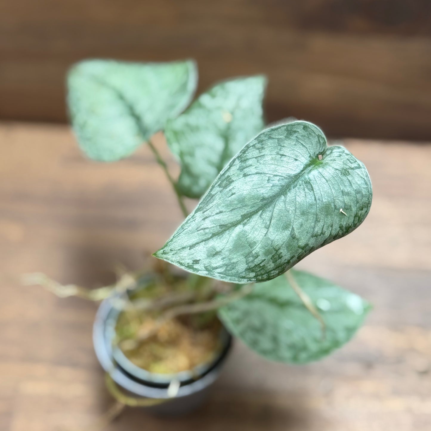 Scindapsus pictus 'Silver Splash' Steckling | Silberpflanze