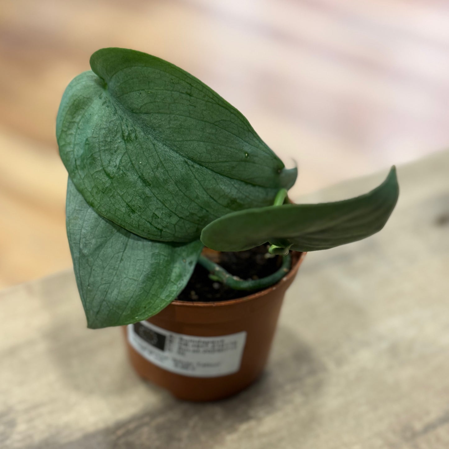 Scindapsus pictus 'Tattoo' | Silberpflanze
