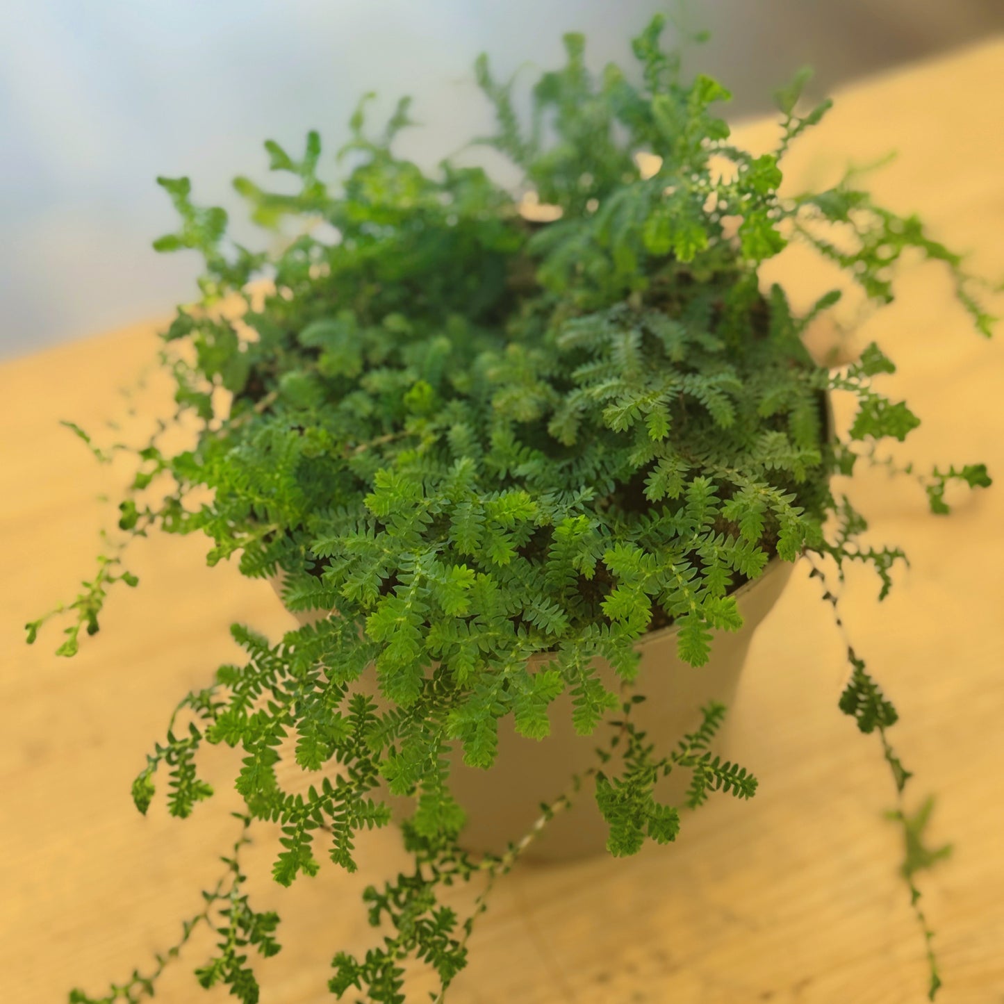Selaginella uncinata | Moosfarn | spike moss | rainbow moss