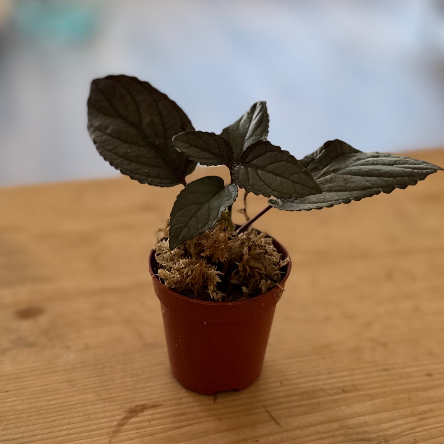 Strobilanthes alternata Steckling