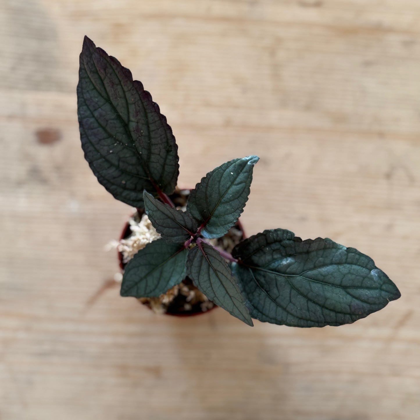 Strobilanthes alternata Steckling