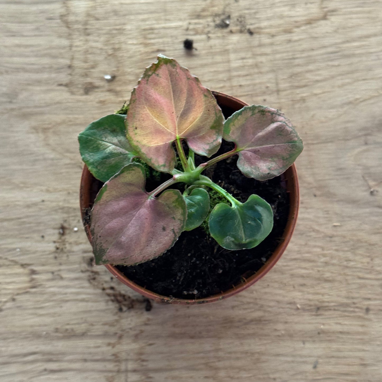 Syngonium 'Orm Nak' | Purpurtute