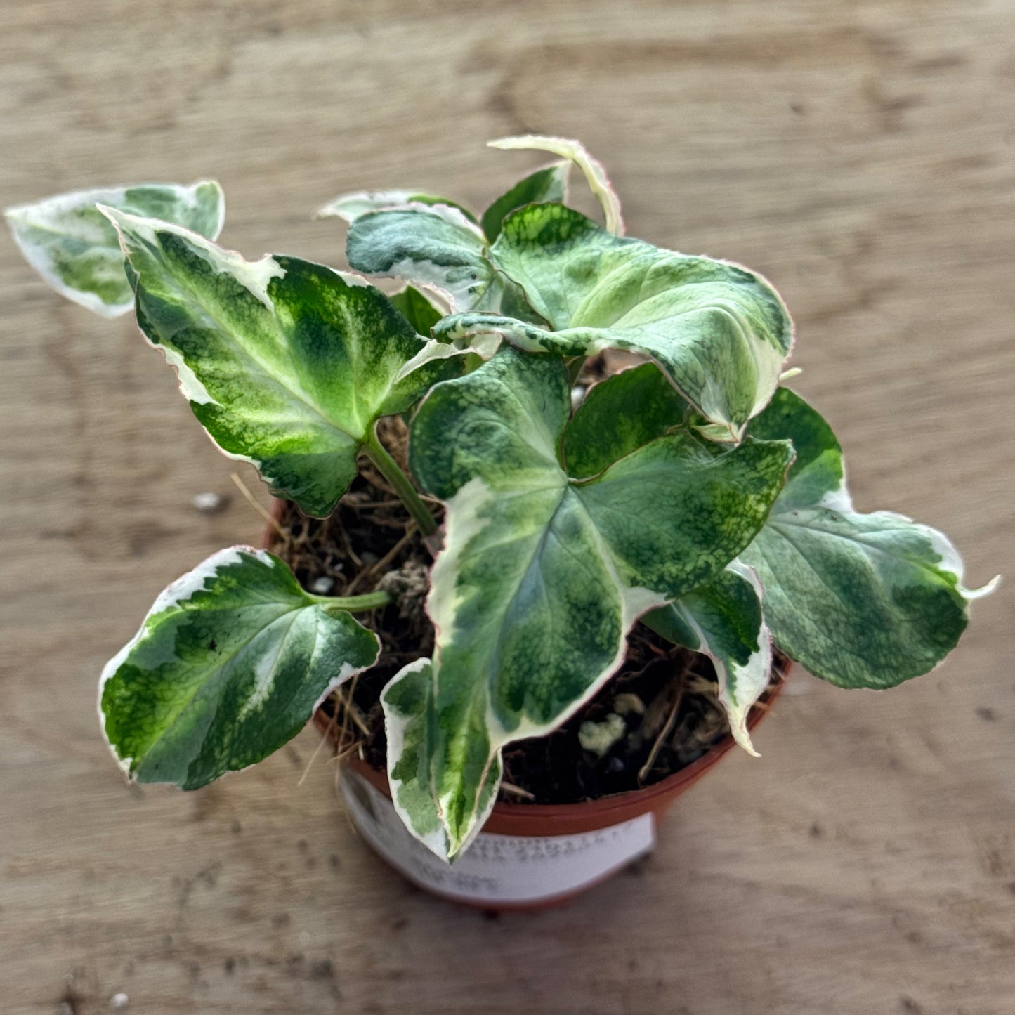 Syngonium 'Starlite' | Purpurtute