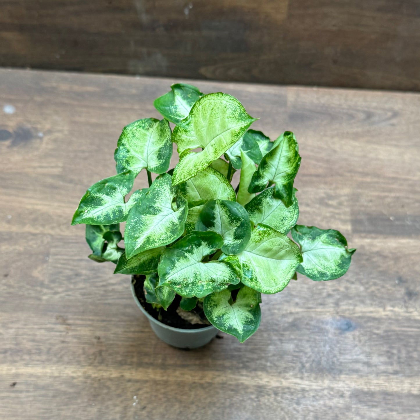 Syngonium podophyllum 'Pixie' | Purpurtute