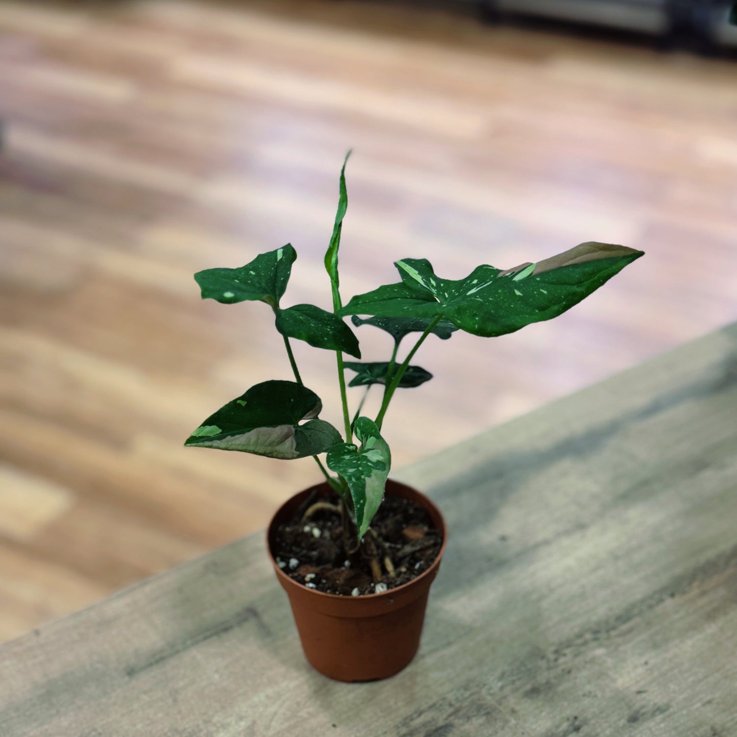 Syngonium podophyllum 'Red Spot Tricolor' | Purpurtute