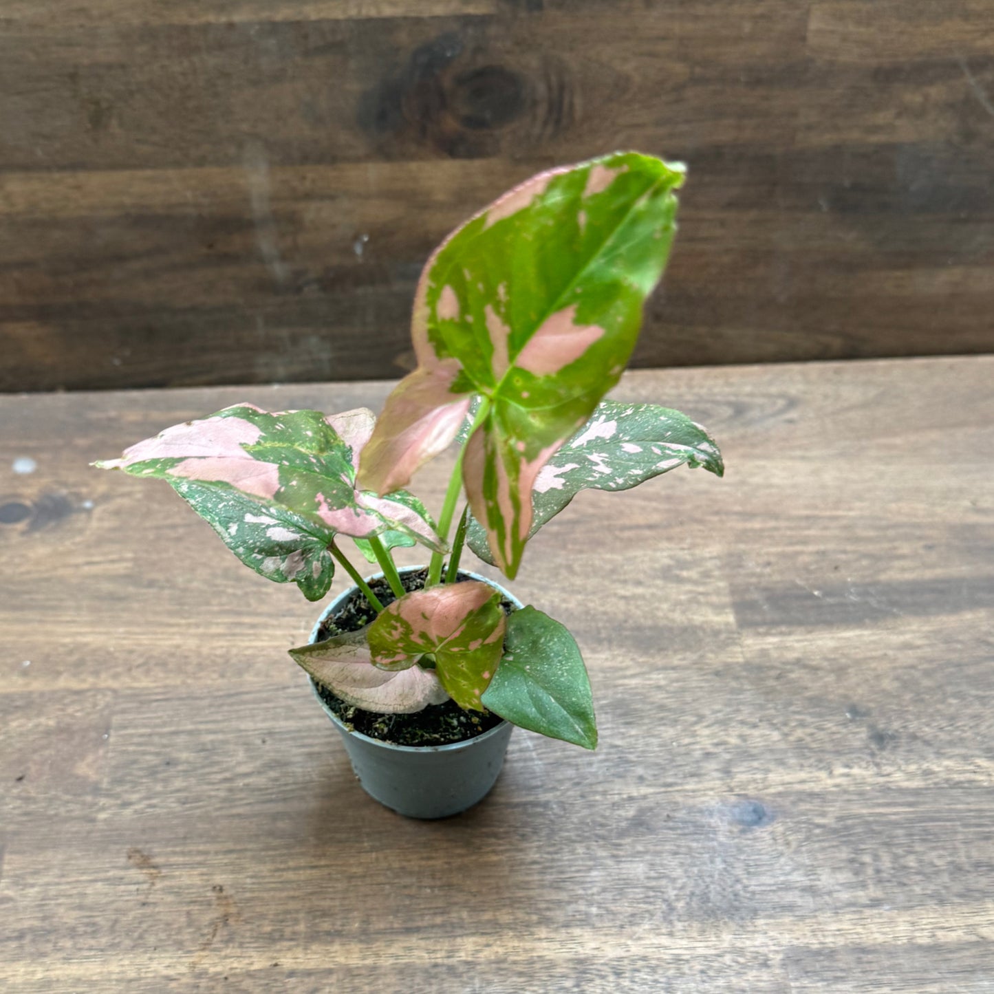 Syngonium podophyllum 'Pink Splash' | Purpurtute