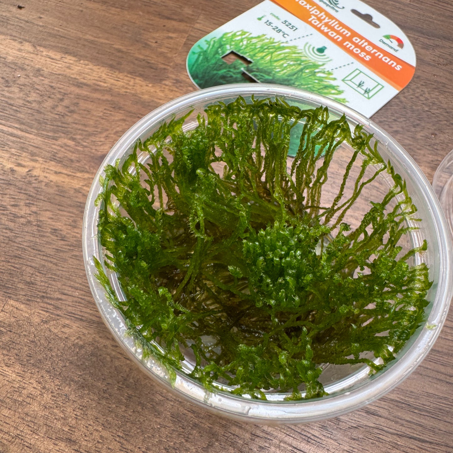 Taxiphyllum alternans 'Taiwan moss' | Invitro