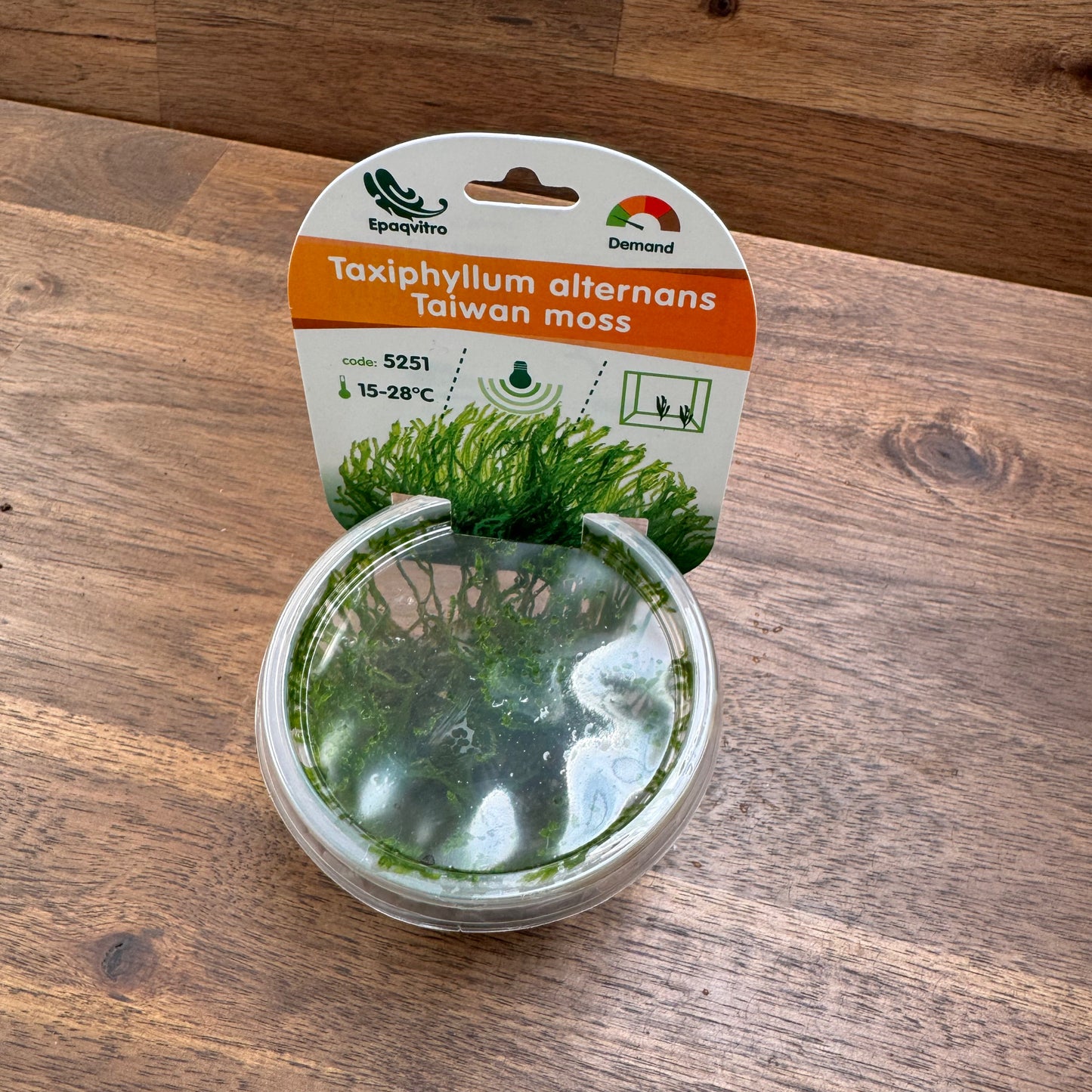 Taxiphyllum alternans 'Taiwan moss' | Invitro