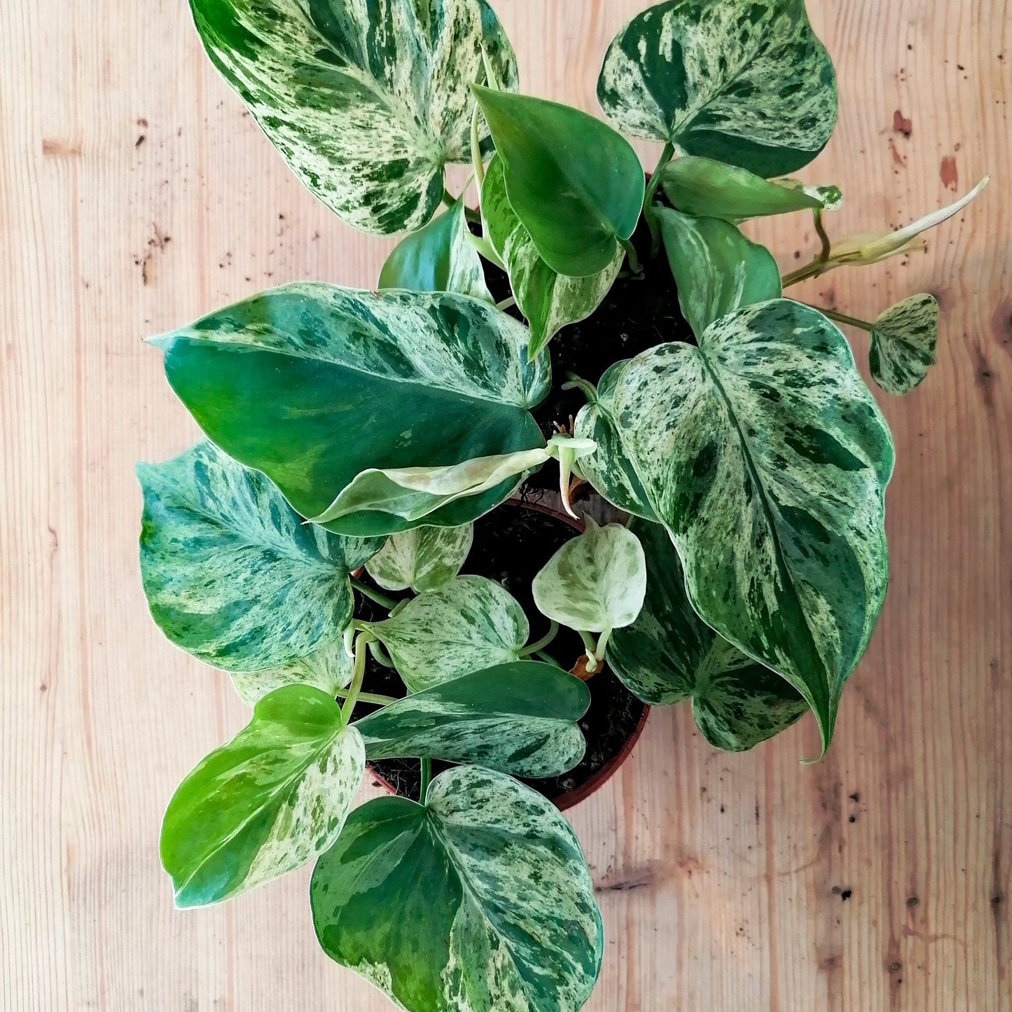 Philodendron hederaceum oxycardium 'Var' | Herzblatt Philodendron | Baumfreund