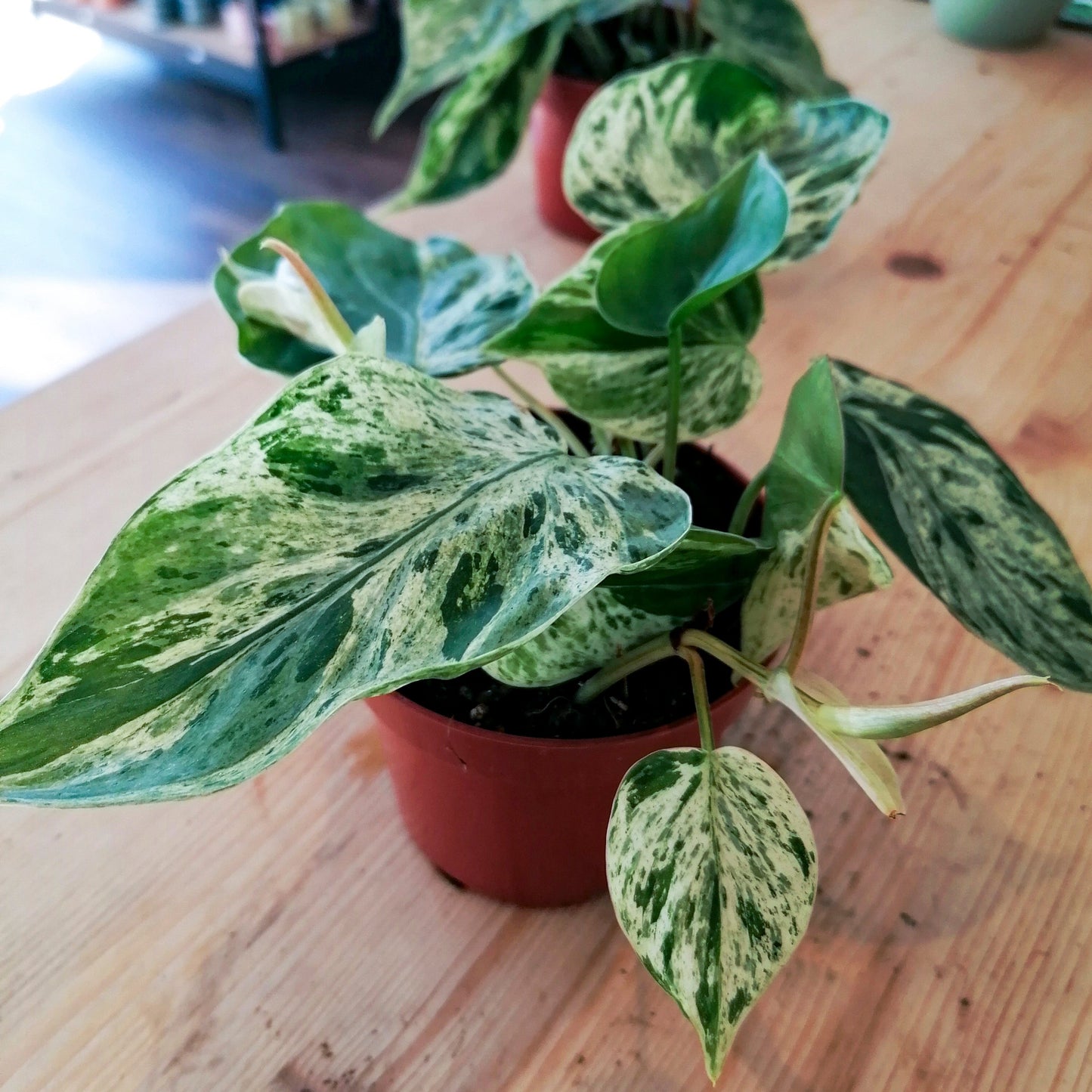 Philodendron hederaceum oxycardium 'Var' | Herzblatt Philodendron | Baumfreund