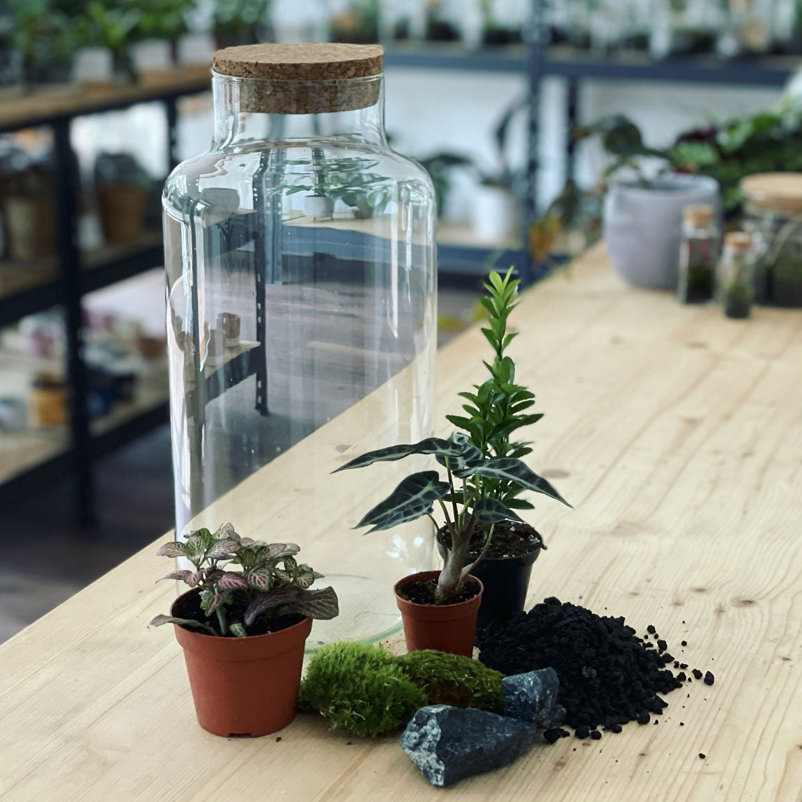 Flaschengarten ‚Bäumchen - Euonymus-DIY-Set