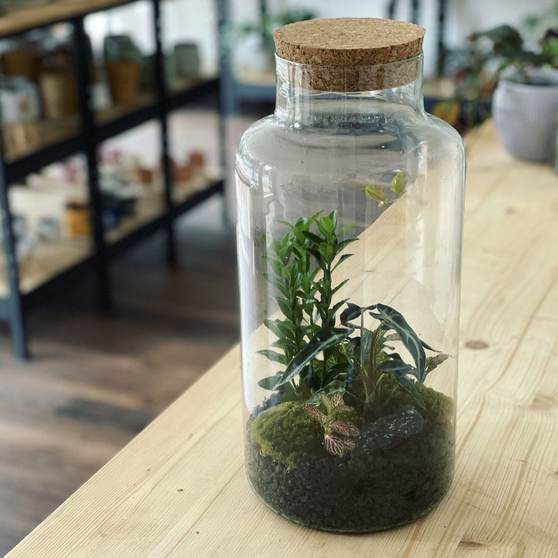 Flaschengarten ‚Bäumchen - Euonymus-DIY-Set