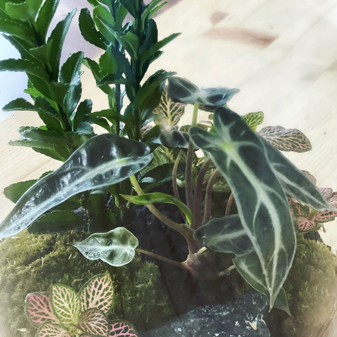 Flaschengarten ‚Bäumchen - Euonymus-DIY-Set
