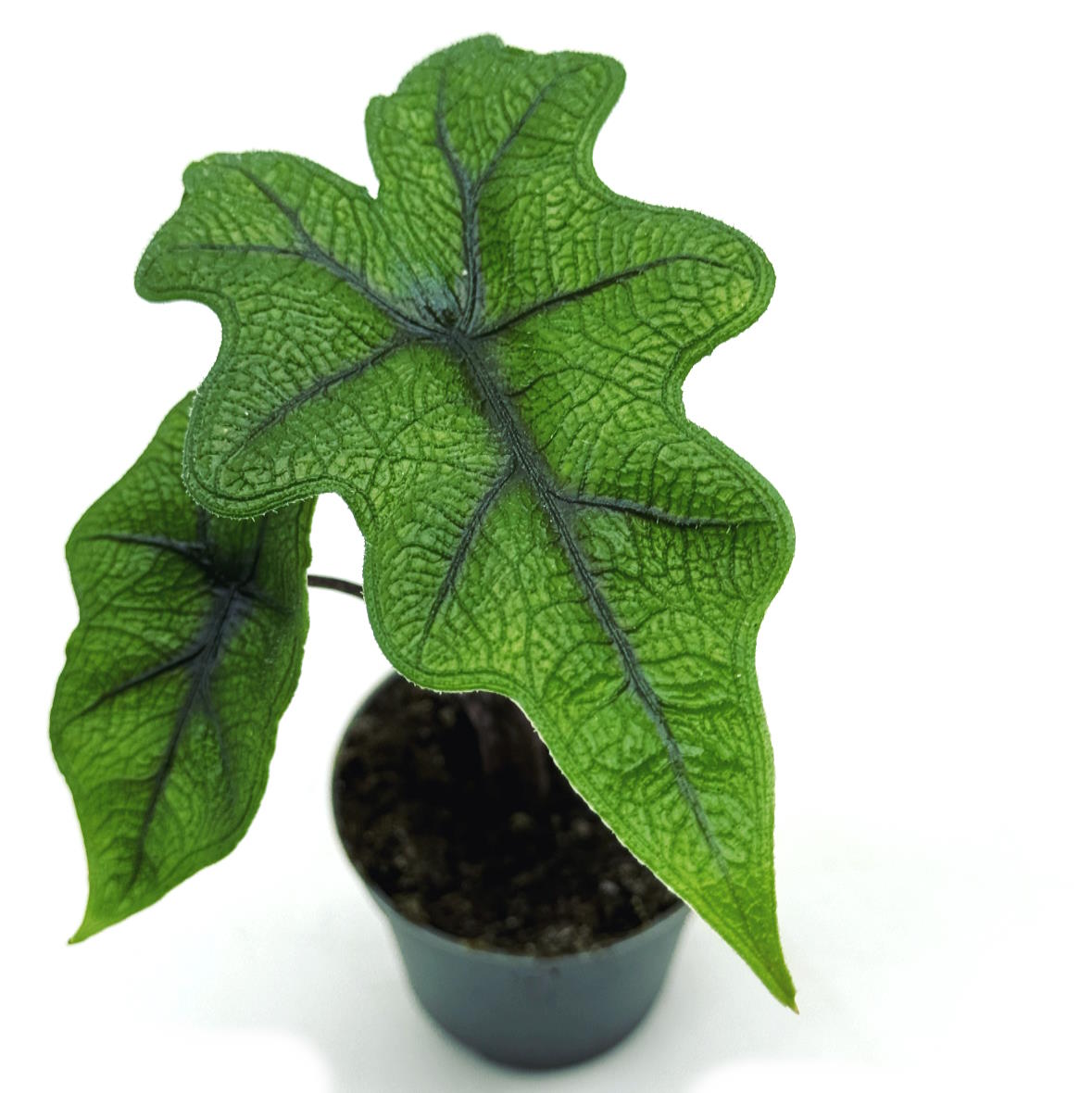 Alocasia 'Jacklyn' | Alokasie | Pfeilblatt | Tropenwurz