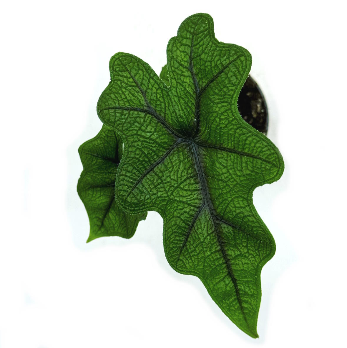 Alocasia 'Jacklyn' | Alokasie | Pfeilblatt | Tropenwurz