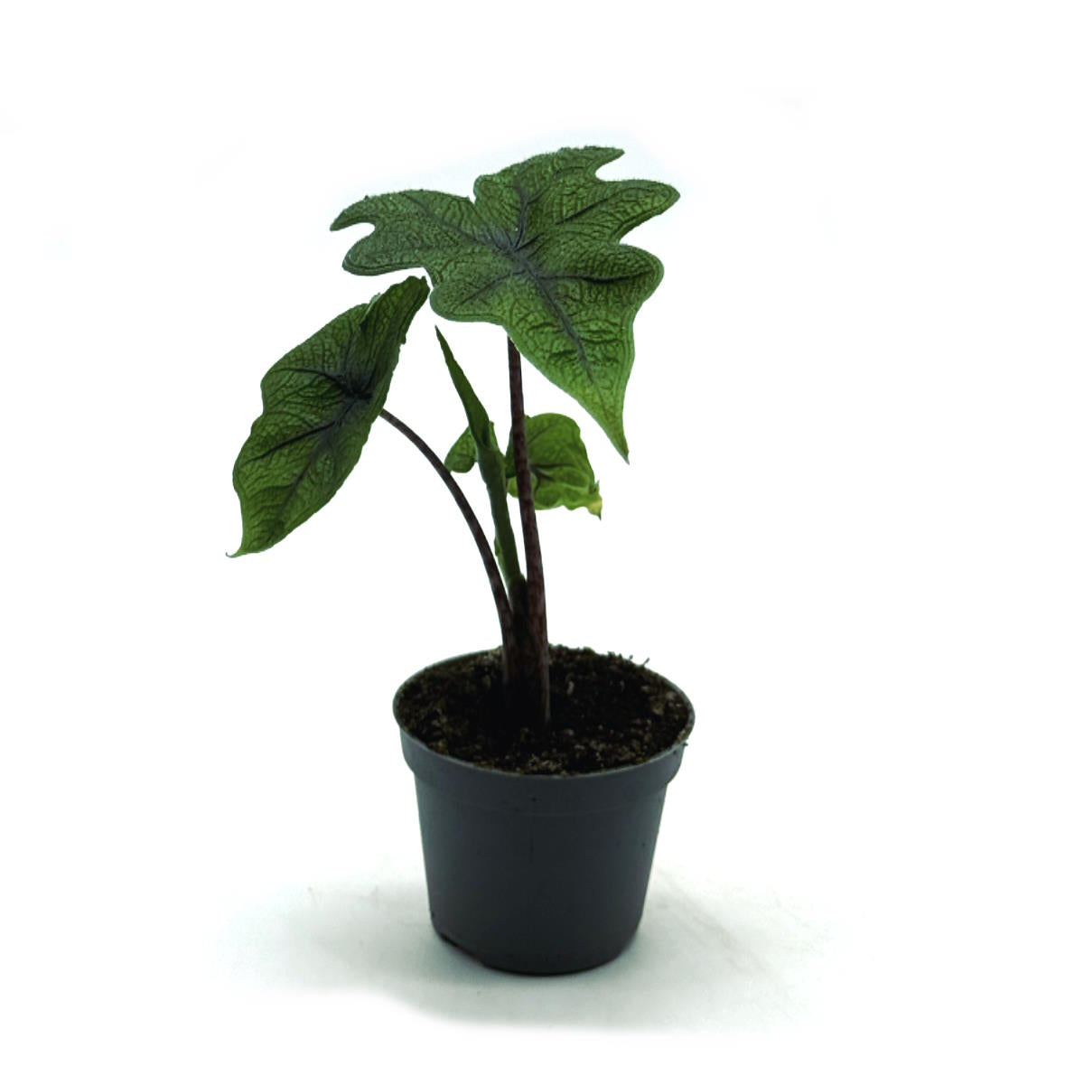 Alocasia 'Jacklyn' | Alokasie | Pfeilblatt | Tropenwurz