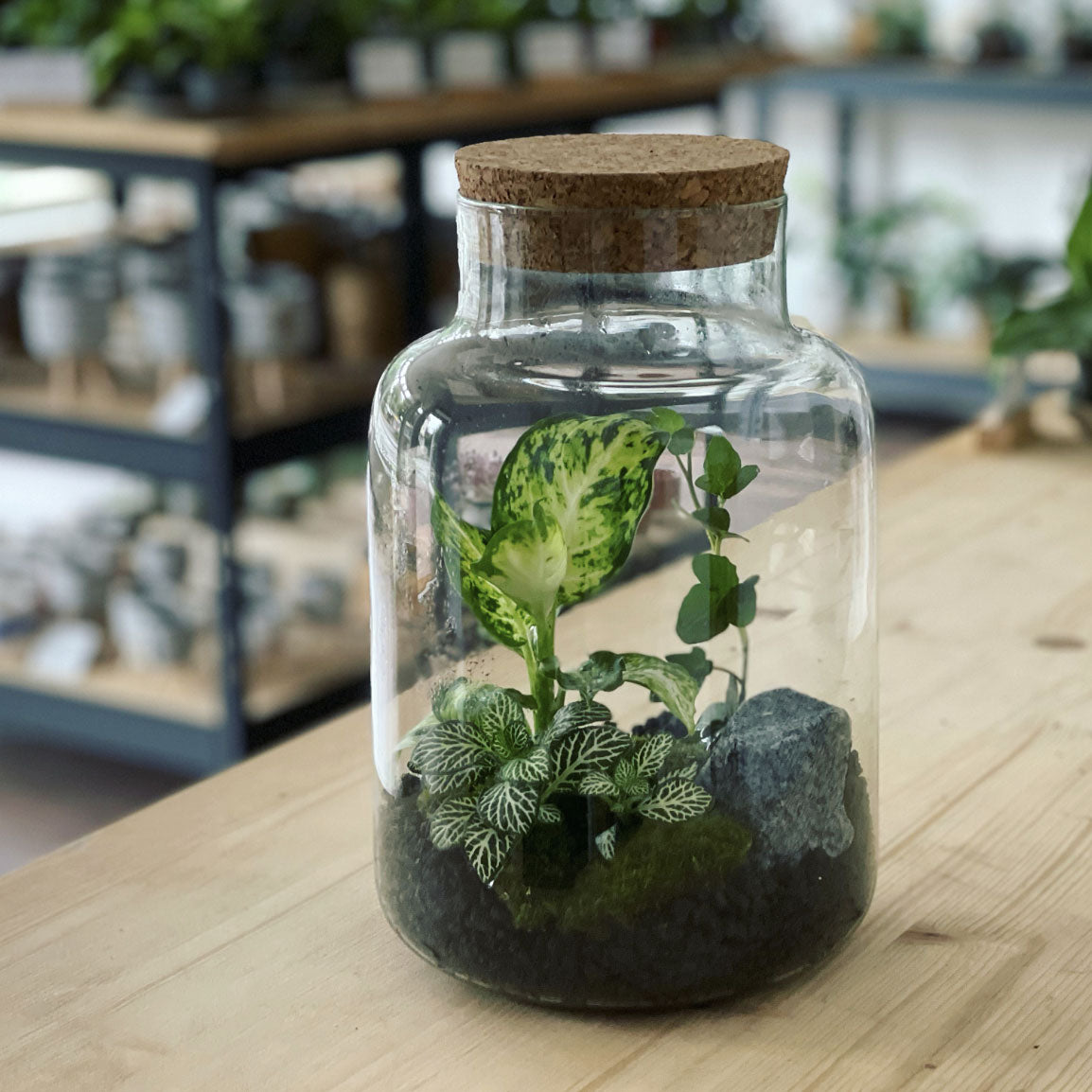 Flaschengarten ‚Basic - Dieffenbachia‘ - DIY-Set