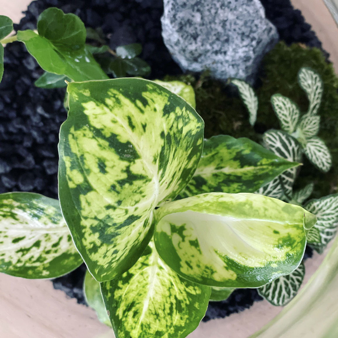Flaschengarten ‚Basic - Dieffenbachia‘ - DIY-Set