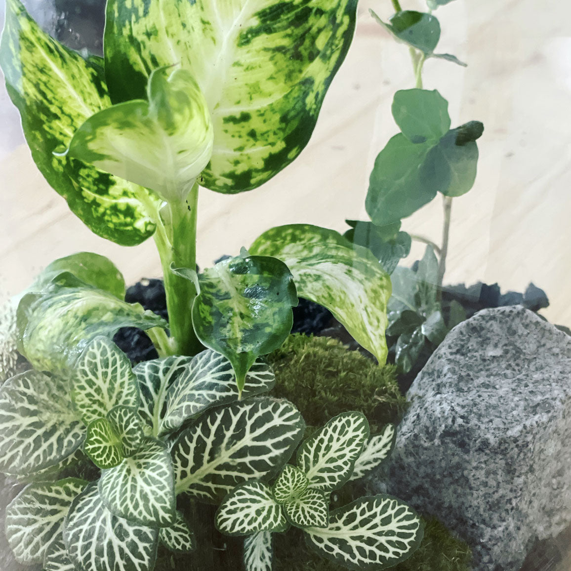 Flaschengarten ‚Basic - Dieffenbachia‘ - DIY-Set