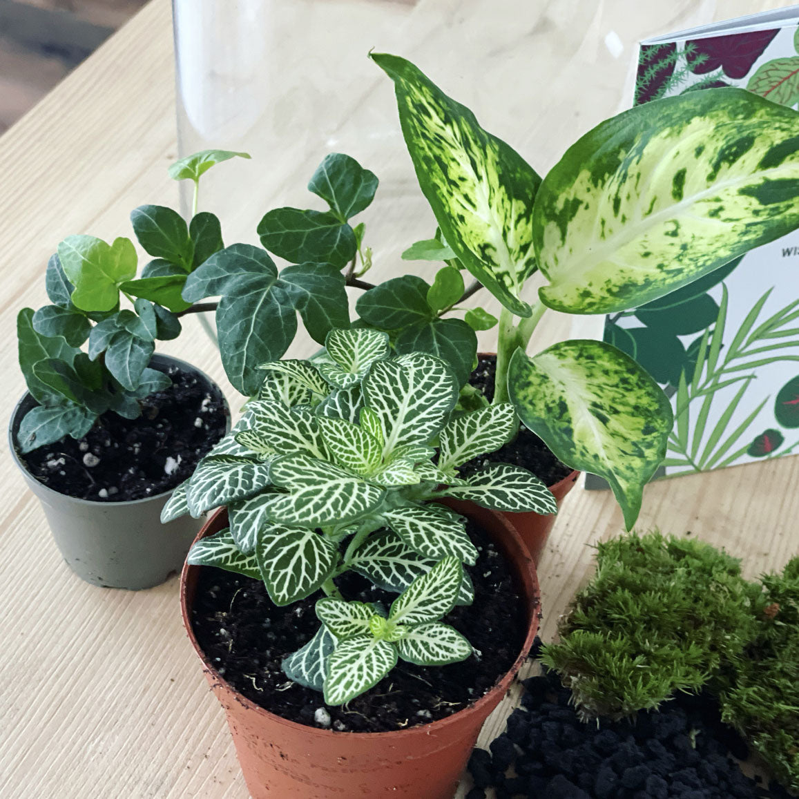 Flaschengarten ‚Basic - Dieffenbachia‘ - DIY-Set