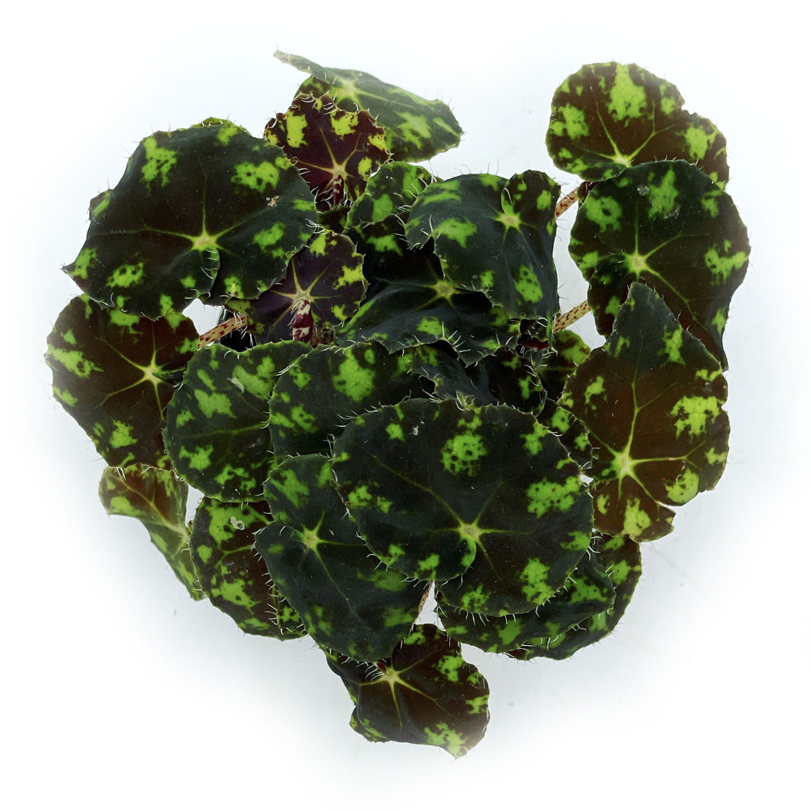 Begonia bowerae 'Tiger' | Wimpern-Begonie