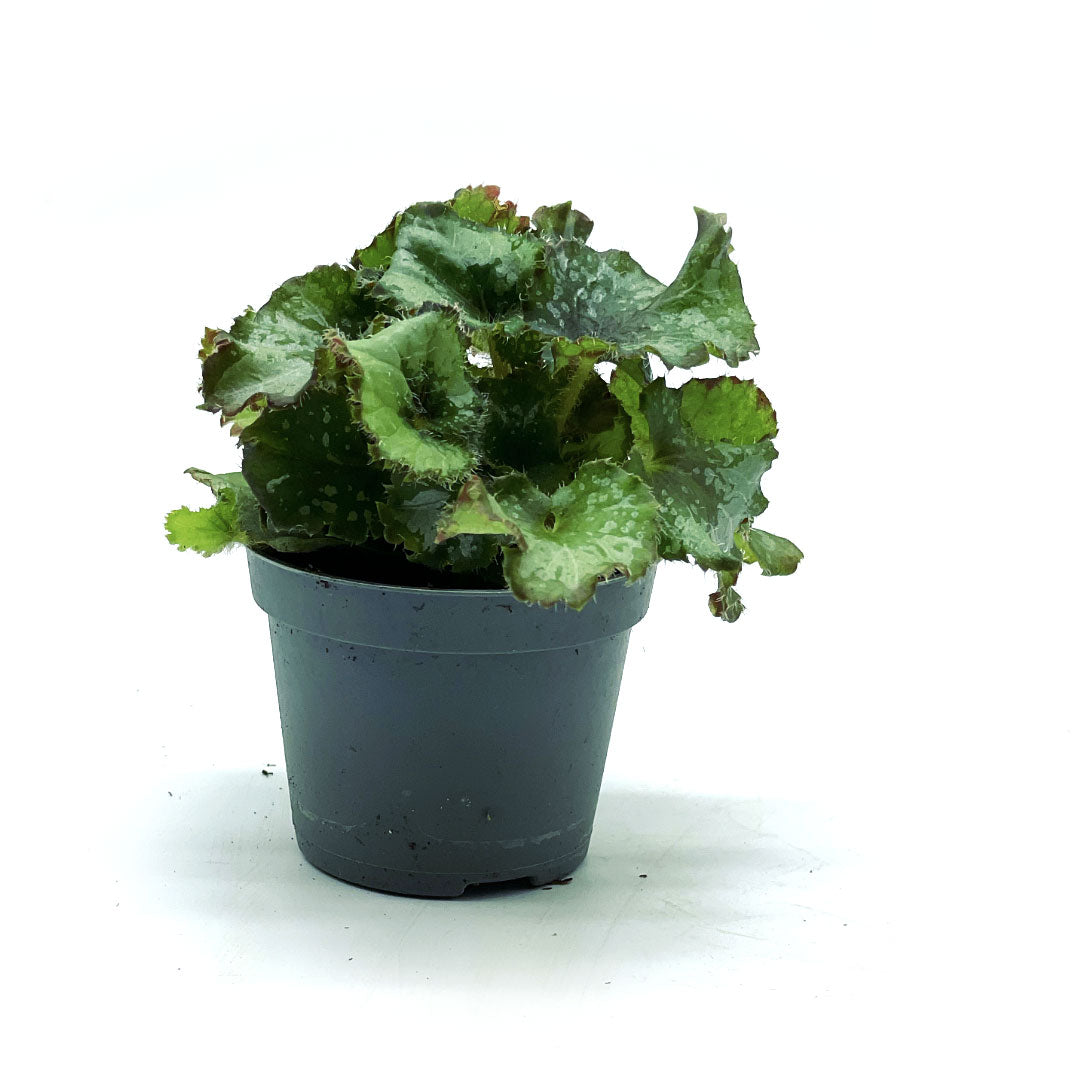 Begonia rex 'Escargot' | Königsbegonie