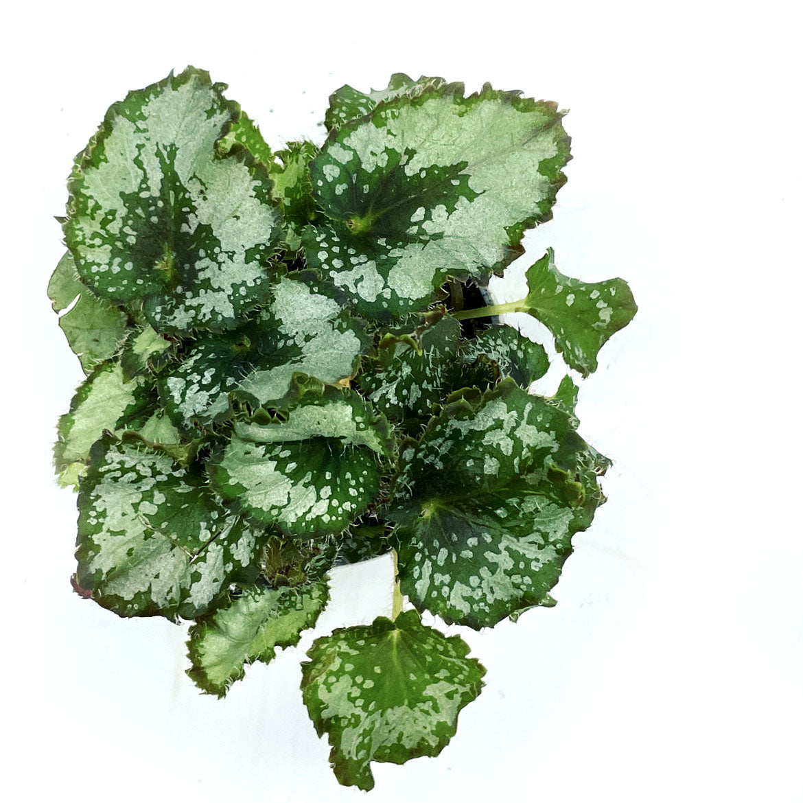 Begonia rex 'Escargot' | Königsbegonie