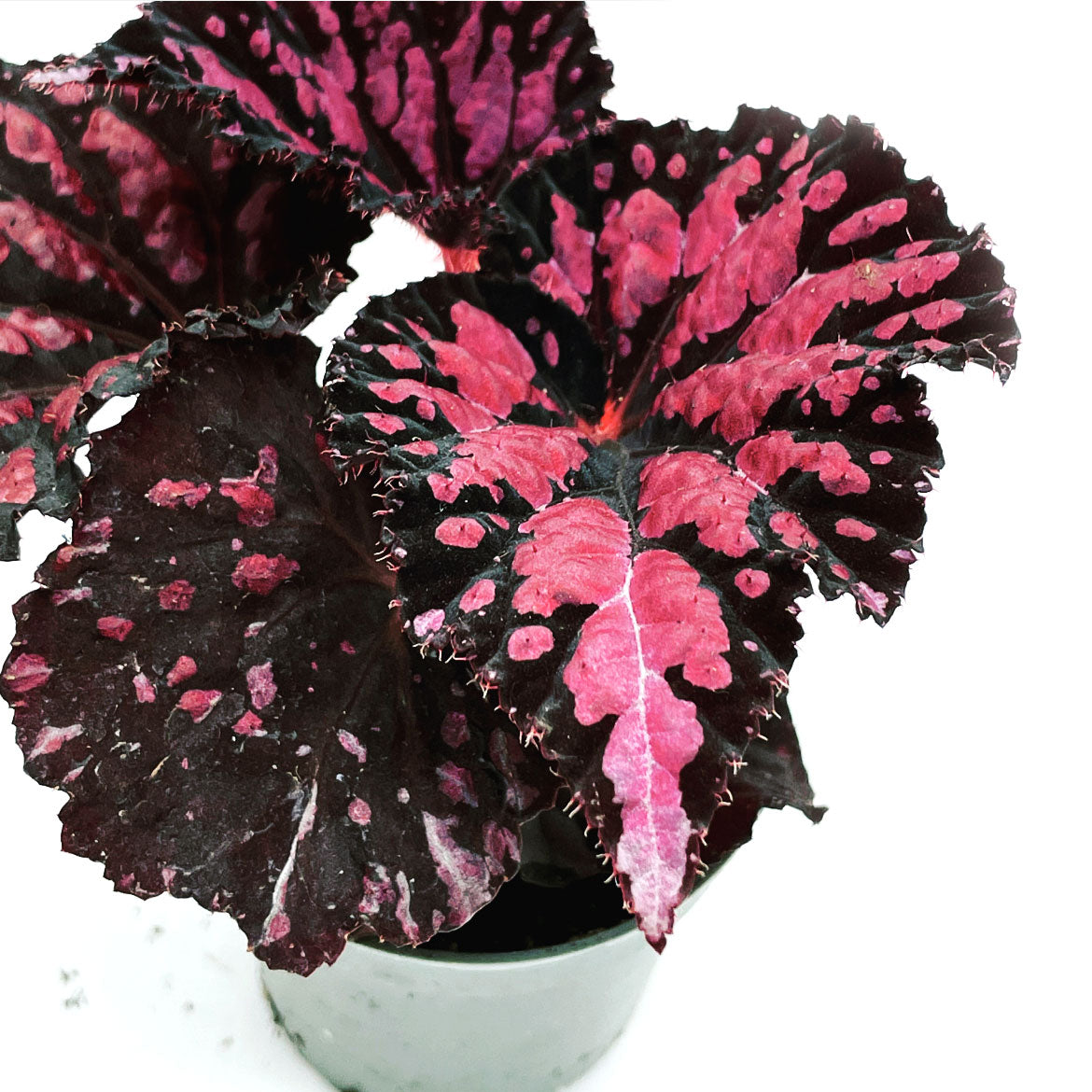 Begonia rex 'Etna' | Königsbegonie